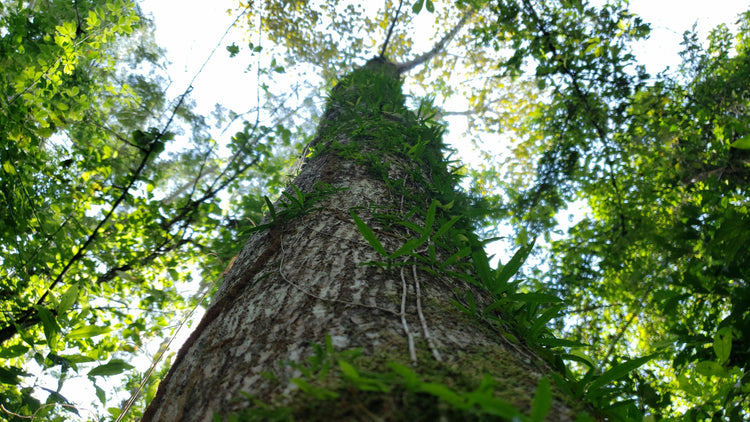 Nuovo decreto: ora anche l’Ayahuasca è illegale in Italia