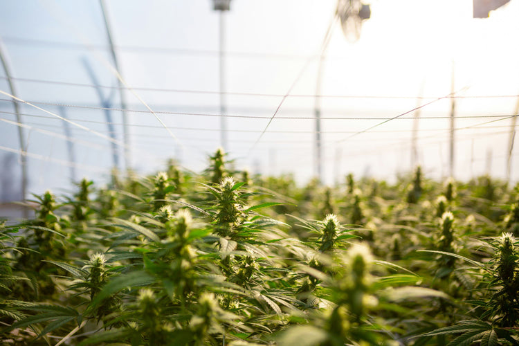 Lo Stato Italiano chiede aiuto ai privati per produrre Cannabis