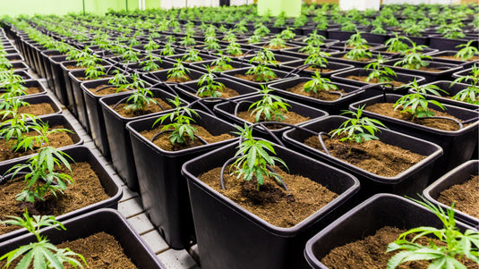 coltivazione cannabis ambiente 