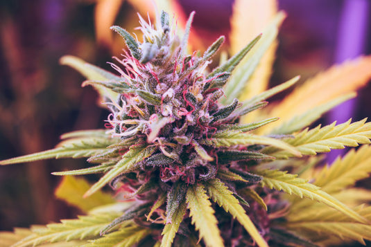 Cannabis: quando è il momento migliore per la raccolta?