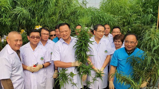 La Thailandia regalerà 1 milione di piante di cannabis per la coltivazione domestica