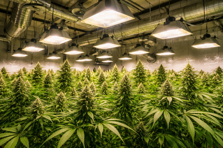 Come coltivare Cannabis - 3: la scelta delle luci