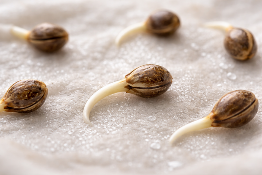 come far germinare nascere seme di cannabis