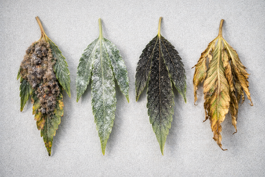 botrite muffa cannabis prevezione rimedi oidio fusarium