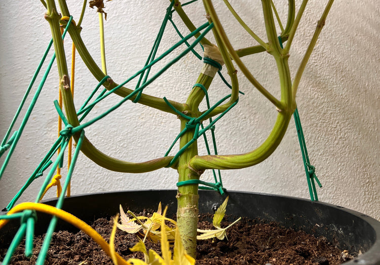 Come coltivare cannabis -12: tecniche per migliorare i raccolti