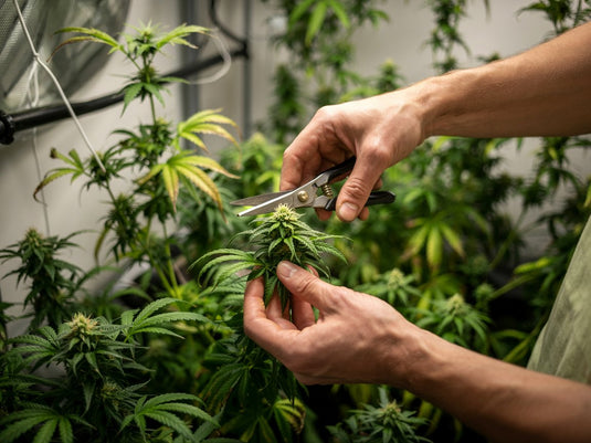 Come coltivare cannabis - 15: capire quando raccogliere