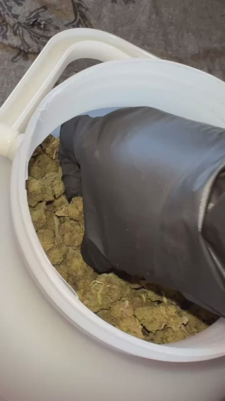Carica e riproduci video in Gallery Viewer, 🍍 Pineapple express '25
