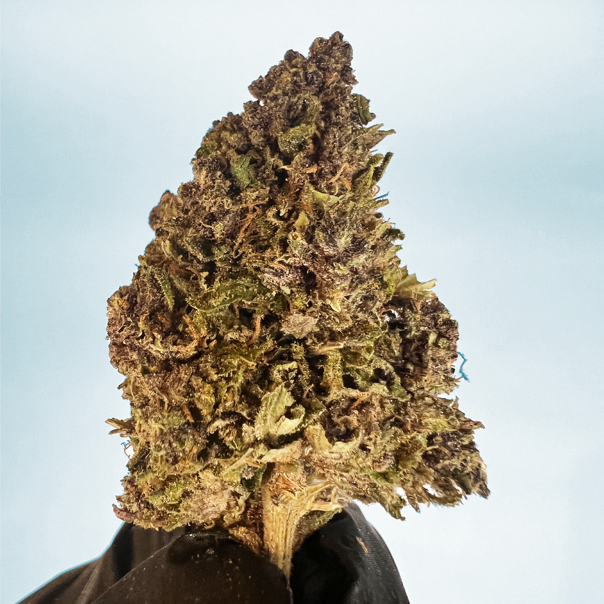 Purple '25 CBD 11,5% - Fiori di canapa legale - foto 2