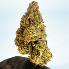 😶‍🌫️ Skunk '25